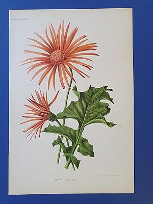 Fleurs Revue HORTICOLE - Lithographie couleurs XIXe Siècle - "Gerbera Jamesoni"