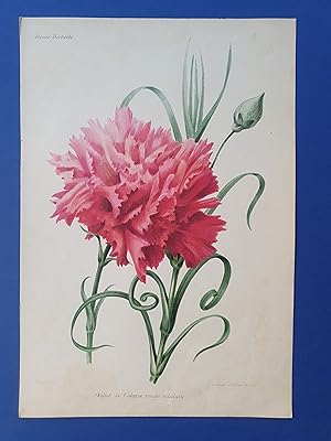 Fleurs Revue HORTICOLE - Lithographie couleurs XIXe Siècle - "?illet Le Colosse rouge éclatant"