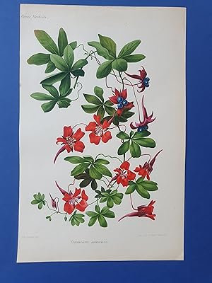 Fleurs Revue HORTICOLE - Lithographie couleurs XIXe Siècle - "Tropaelum speciosum"