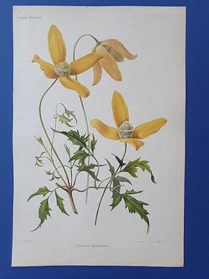 Fleurs Revue HORTICOLE - Lithographie couleurs XIXe Siècle - "Clematis tangutica"