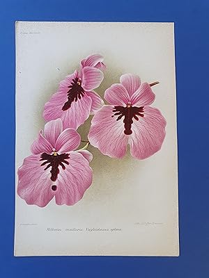 Fleurs Revue HORTICOLE - Lithographie couleurs XIXe Siècle - "Miltonia vexillaria Vuylstekeana op...