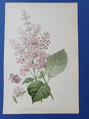 Fleurs Revue HORTICOLE - Lithographie couleurs XIXe Siècle - "Syringa Bretschneideri hybrida"