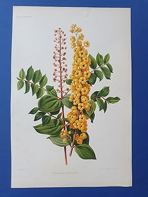 Fleurs Revue HORTICOLE - Lithographie couleurs XIXe Siècle - "Coriaria terminalis"