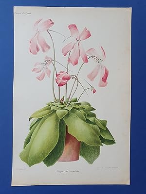 Fleurs Revue HORTICOLE - Lithographie couleurs XIXe Siècle - "Pinguicula caudata"