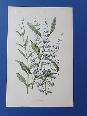 Fleurs Revue HORTICOLE - Lithographie couleurs XIXe Siècle - "Perowskia atriplicifolia"