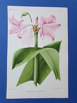 Fleurs Revue HORTICOLE - Lithographie couleurs XIXe Siècle - "Hippeastrum reticulatum"