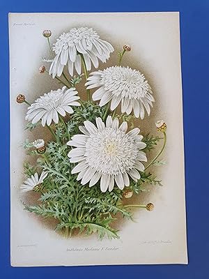 Fleurs Revue HORTICOLE - Lithographie couleurs XIXe Siècle - "Anthémis Madame F. Sander"