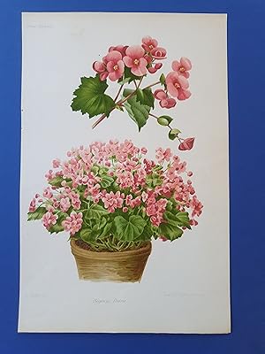 Fleurs Revue HORTICOLE - Lithographie couleurs XIXe Siècle - "Bégonia Patrie"