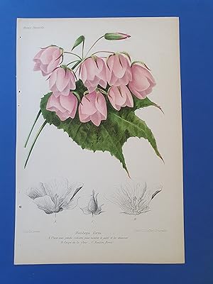 Fleurs Revue HORTICOLE - Lithographie couleurs XIXe Siècle - "Dombeya Coria"