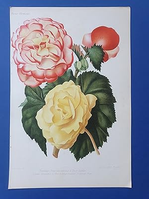 Fleurs Revue HORTICOLE - Lithographie couleurs XIXe Siècle - "Nouveaux Bégonias tubéreux a fleurs...