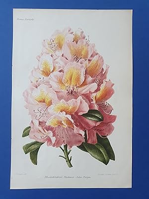 Fleurs Revue HORTICOLE - Lithographie couleurs XIXe Siècle - "Rhododendron Madame Jules Porgés"
