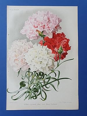 Fleurs Revue HORTICOLE - Lithographie couleurs XIXe Siècle - "?illets à grandes fleurs race Henri...