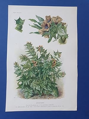 Fleurs Revue HORTICOLE - Lithographie couleurs XIXe Siècle - "Jusquiame"