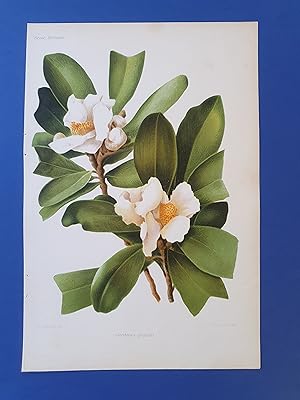 Fleurs Revue HORTICOLE - Lithographie couleurs XIXe Siècle - "Gordonia grandis"