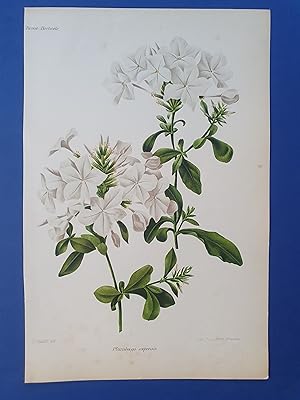 Fleurs Revue HORTICOLE - Lithographie couleurs XIXe Siècle - "Plumbago capensis"