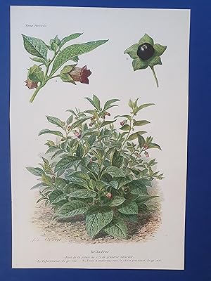 Fleurs Revue HORTICOLE - Lithographie couleurs XIXe Siècle - "Belladone"