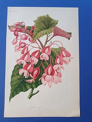 Fleurs Revue HORTICOLE - Lithographie couleurs XIXe Siècle - "Bégonia Lucerna"