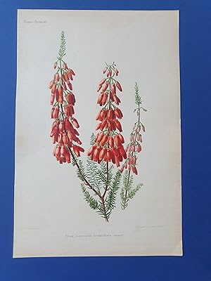 Fleurs Revue HORTICOLE - Lithographie couleurs XIXe Siècle - "Erica mammosa verticillata major"