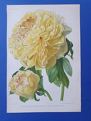 Fleurs Revue HORTICOLE - Lithographie couleurs XIXe Siècle - "Pivoine de Delavay hybride Souvenir...