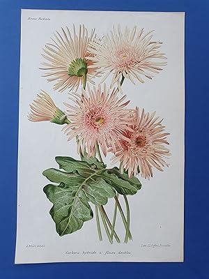 Fleurs Revue HORTICOLE - Lithographie couleurs XIXe Siècle - "Gerbera hybride à fleurs doubles ?i...