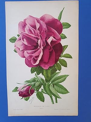 Fleurs Revue HORTICOLE - Lithographie couleurs XIXe Siècle - "Roseraie de l?hay"