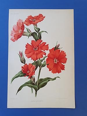 Fleurs Revue HORTICOLE - Lithographie couleurs XIXe Siècle - "Lychnis grandiflora"