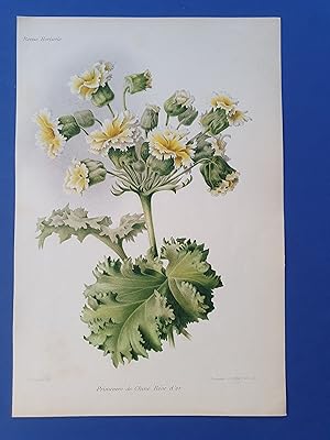 Fleurs Revue HORTICOLE - Lithographie couleurs XIXe Siècle - "Primevère de Chine Rêve d?Or"