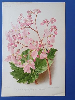Fleurs Revue HORTICOLE - Lithographie couleurs XIXe Siècle - "Bégonia ricinifolia grandifolia « G...