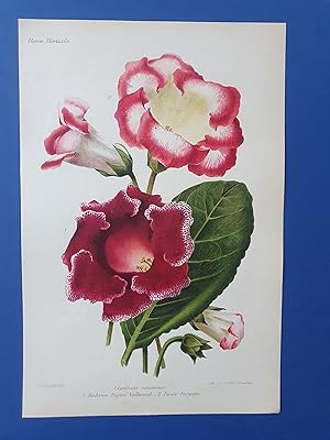 Fleurs Revue HORTICOLE - Lithographie couleurs XIXe Siècle - "Gloxinias nouveaux"