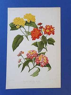 Fleurs Revue HORTICOLE - Lithographie couleurs XIXe Siècle - "Lantanas nains race Bruant"