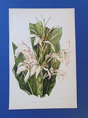 Fleurs Revue HORTICOLE - Lithographie couleurs XIXe Siècle - "Hedychium Bousigonianum"