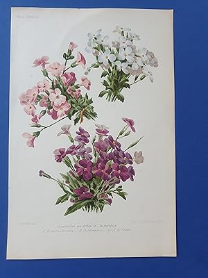 Fleurs Revue HORTICOLE - Lithographie couleurs XIXe Siècle - "Nouvelles Variétés d?Aubrietia"