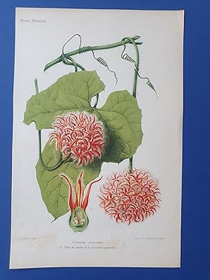 Fleurs Revue HORTICOLE - Lithographie couleurs XIXe Siècle - "Gurania eriantha"