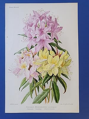 Fleurs Revue HORTICOLE - Lithographie couleurs XIXe Siècle - "Nouveaux Rhododendrons asiatiques"