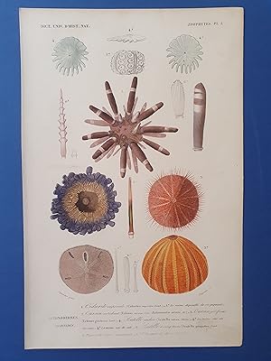 DICTIONNAIRE D HISTOIRE NATURELLE D ORBIGNY 1849 - ECHINODERMES