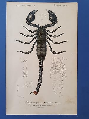 DICTIONNAIRE D HISTOIRE NATURELLE D ORBIGNY 1849 - SCORPION AFRICAIN