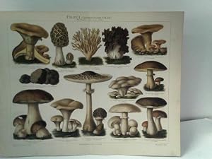 Farbendrucktafel PILZE I Geniessbare Pilze (5.Auflage Meyers)