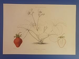 LE JARDIN FRUITIER DU MUSEUM - J. DECAISNE - Fraise CAROLINA SUPERBA