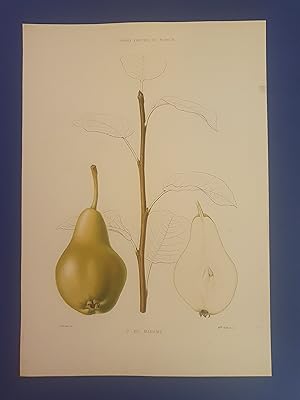 LE JARDIN FRUITIER DU MUSEUM - J. DECAISNE - Poire DE MADAME