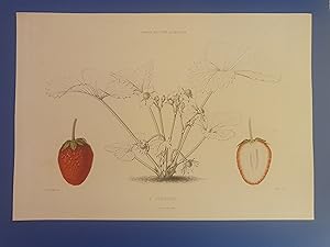 LE JARDIN FRUITIER DU MUSEUM - J. DECAISNE - Fraise PRESIDENT