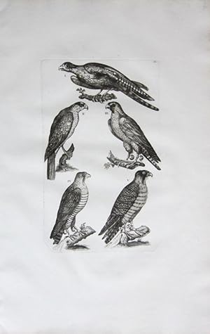 Collection of Large Falcon Etchings, Published in 1772