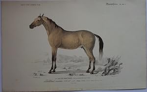 Arabian Horse Lithograph Published in 1849