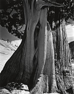 Edward Weston "Juniper" Printed and Signed by Cole Weston