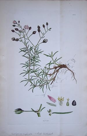 Seller image for Lepigonum rupicola - Rock Sandwort. for sale by theoldmapman