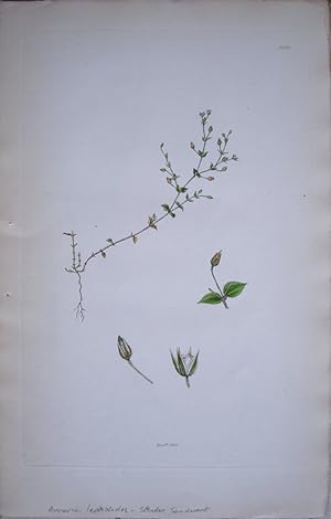 Image du vendeur pour Arenaria leptoclados - Slender Sandwort. mis en vente par theoldmapman