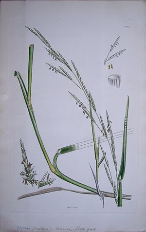 Seller image for Glyceria fluitans - Common Flote-grass. for sale by theoldmapman