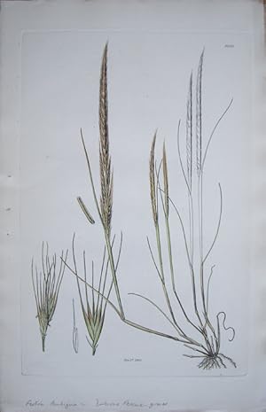 Seller image for Festuca ambigua - Dubious Fescue-grass. for sale by theoldmapman