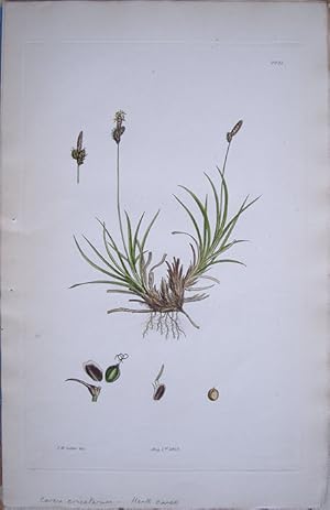 Seller image for Carex Ericatorum - Heath Carex. for sale by theoldmapman