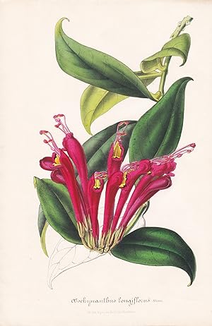 Seller image for "Aeschynanthus Longiflorus" - Java Schamblume Blume Blumen flowers flower botanical Botanik Botanical Botany for sale by Antiquariat Steffen Vlkel GmbH