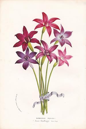 "Barbacenias Hybrides" - Blume Blumen botanical Botanik Botanical Botany
